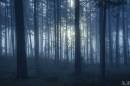 лес и туман