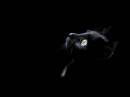 чёрный котэ