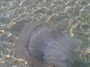 большая медуза