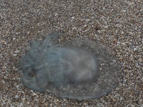 большая медуза на песке